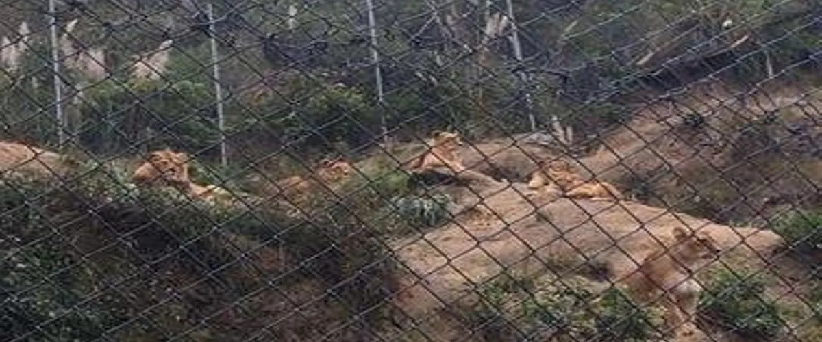 Foto 4 AMARU Bioparque Cuenca Zoologico