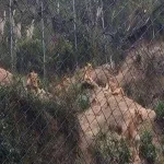 Foto 4 AMARU Bioparque Cuenca Zoologico